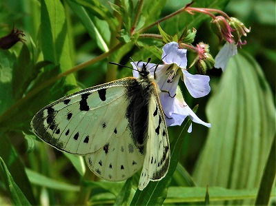 むし社第2営業部 世界の蝶 昆虫を販売しています