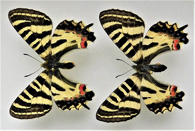 ネット限定販売 外国産蝶標本 アウトクラトールウスバシロチョウ