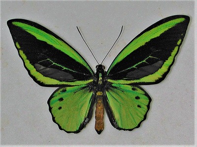 東南アジアの蝶