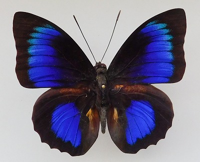 美麗個体！！アグリアスxプレポナ ハイブリッド 蝶標本 - 昆虫用品