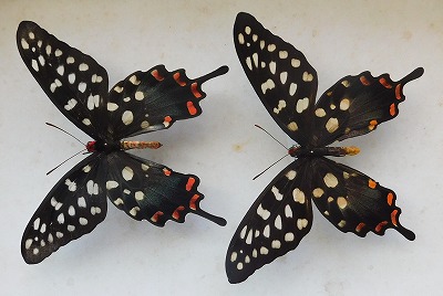 週間売れ筋 蝶の標本 珍しいアフリカのチョウ(特特) その他 