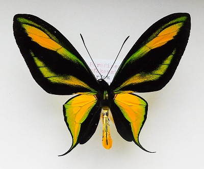 東南アジアの蝶 東南アジアの蝶